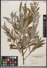 Foto von Salix petiolaris Sm.
